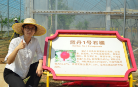 技术破局老旧果园困局 枣庄石榴嫁接技术引领产业升级