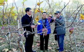 康代菌：从田间到餐桌，全方位守护生态农业健康与高效